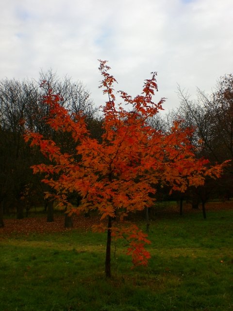 Sorbus domestica automne